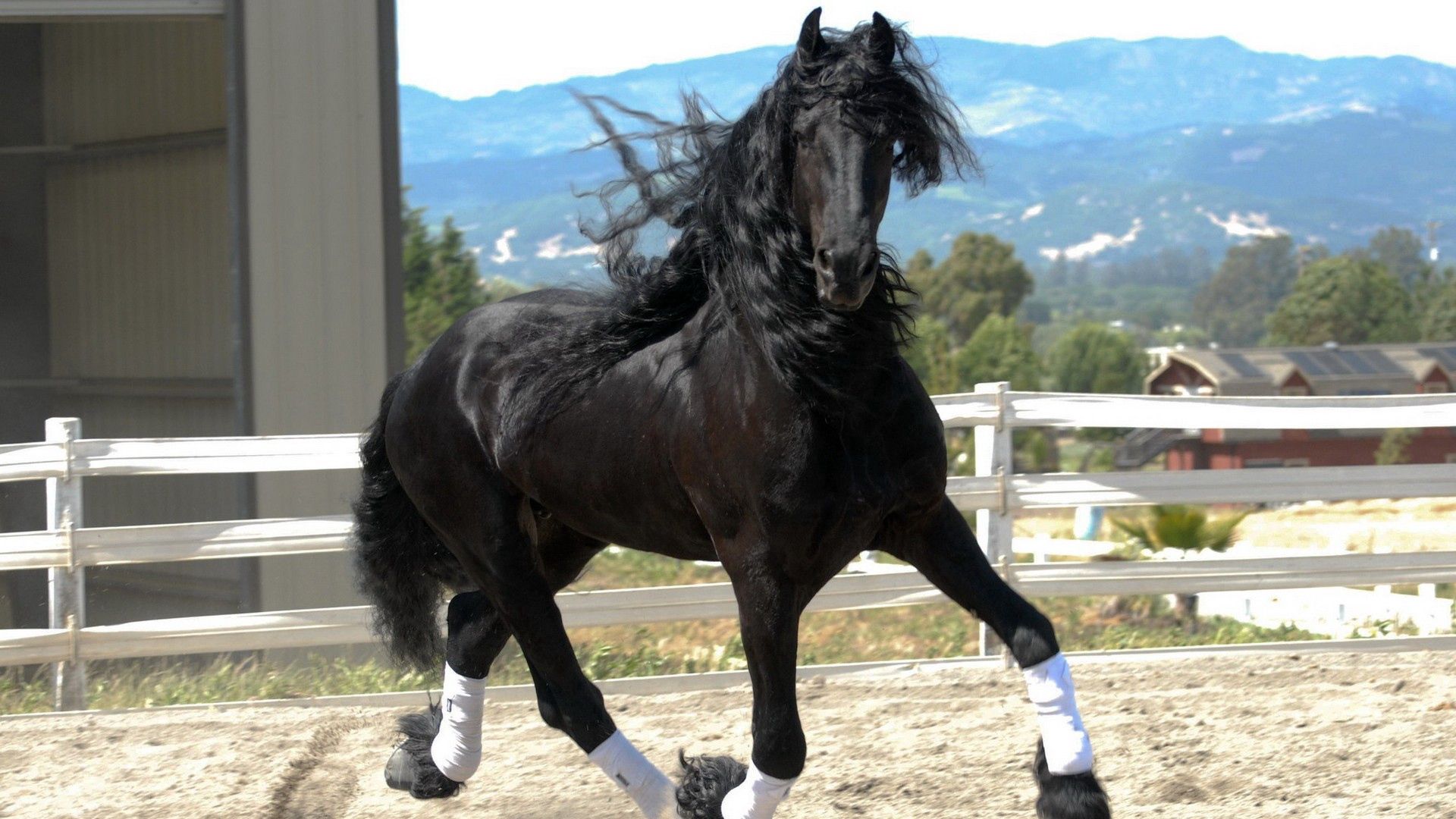 horse, color, race, handsome, mane, wind