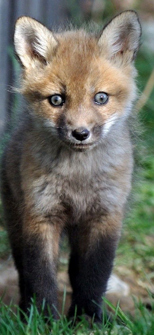 fox, baby, grass, walk, fright