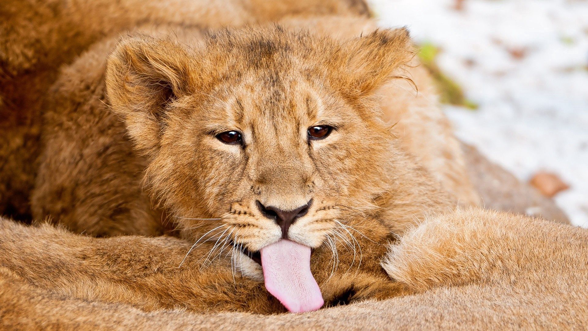 lion, tongue, lick, caring