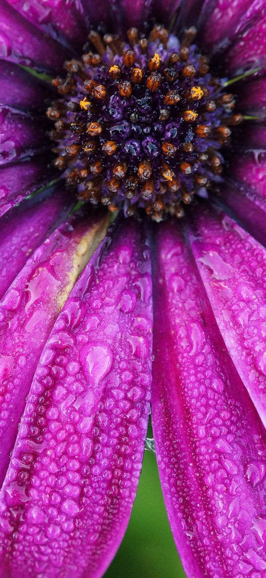 daisy, flower, petals, drops, purple