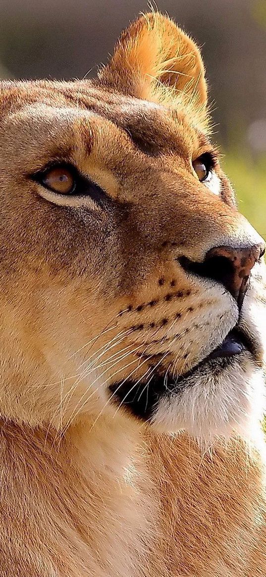 lioness, grass, waiting, light