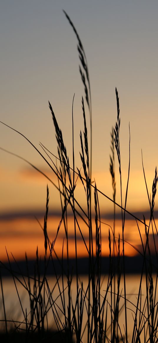 sunset, grass, dusk, evening