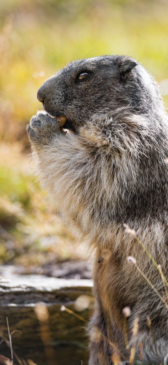 marmot, animal, wildlife, funny, cute