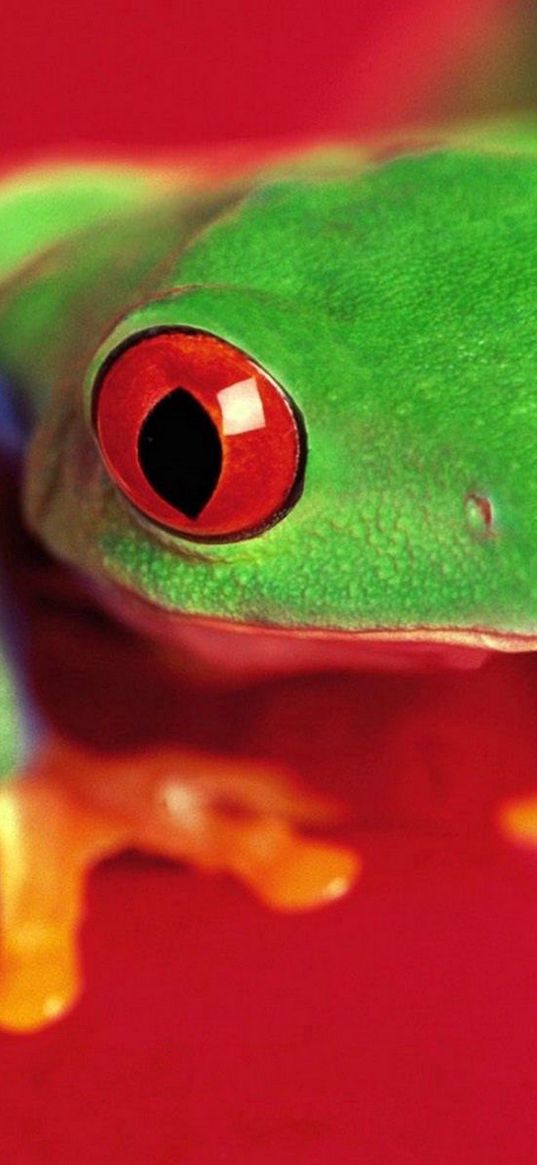 frog, eyes, color, bright