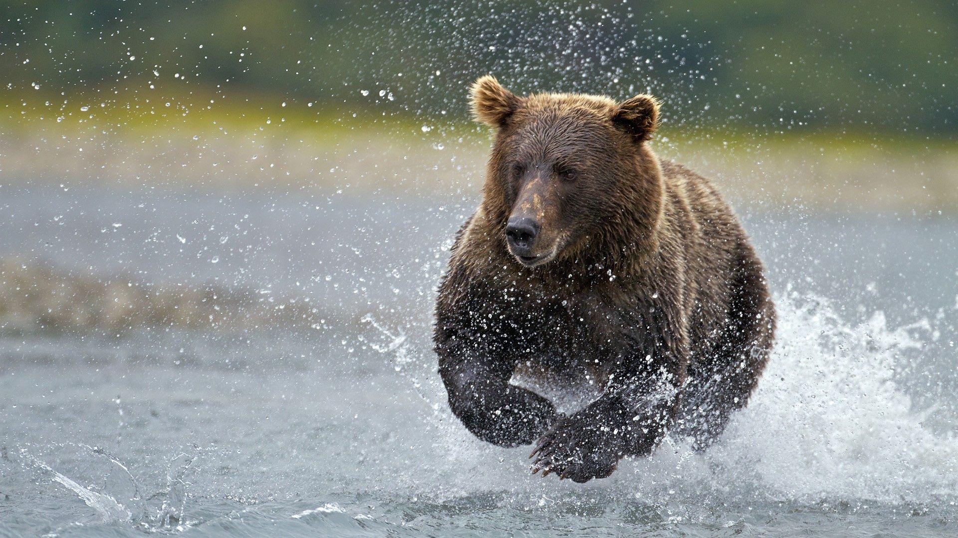 bear, water, running, spray