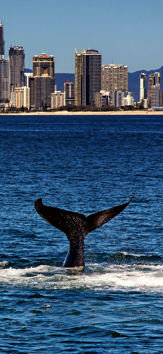 whale, tail, sea, water, city, coast