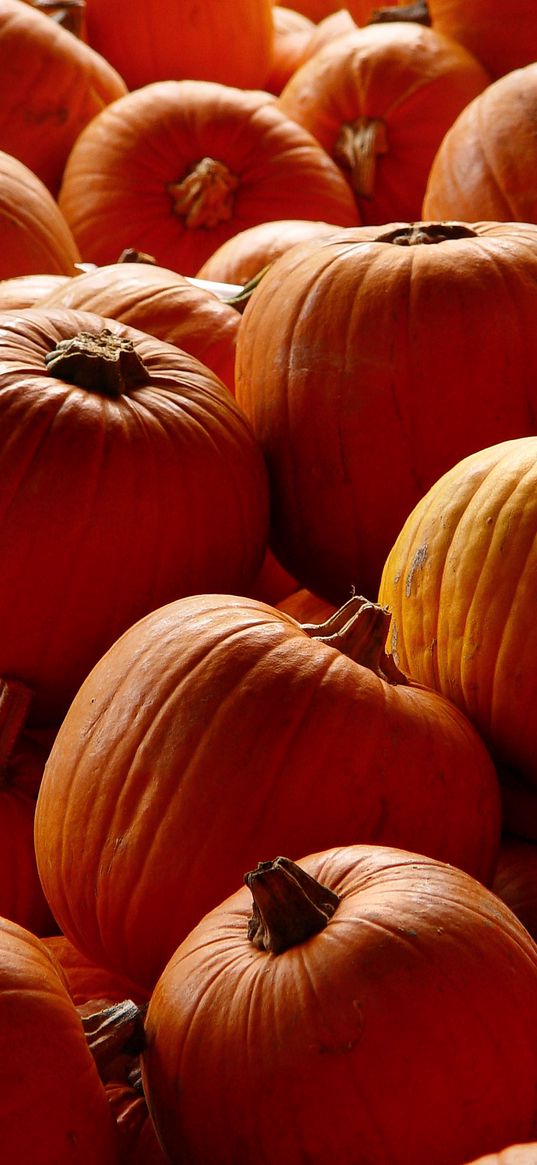 pumpkins, orange, autumn, harvest