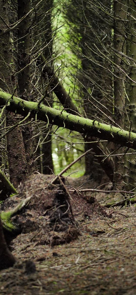 forest, trees, pines, wood, nature