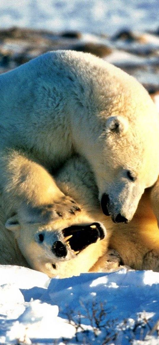 bear, polar bear, couple, playful, snow