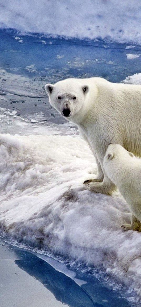 bear, polar bear, family, baby, snow, ice, ocean, walk