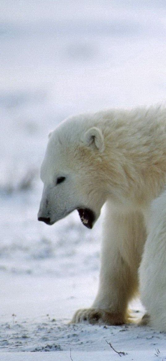 bear, polar bear, family, care, snow