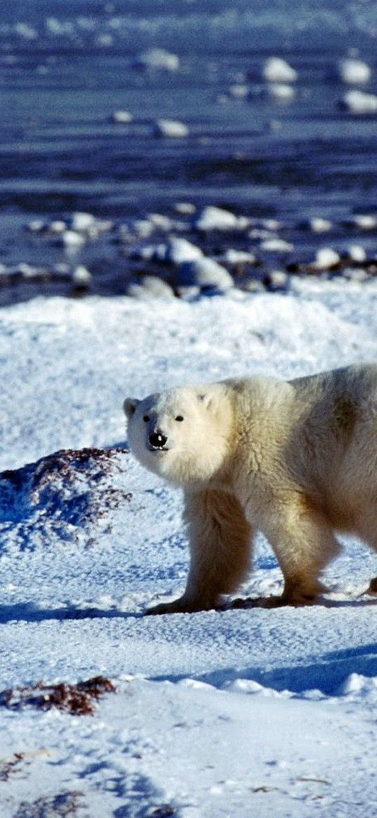 bear, polar bear, snow, ice, ocean