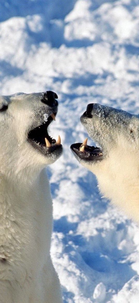 bear, polar bear, snow, steam, playful