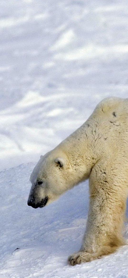 bear, polar bear, snow, walk, large