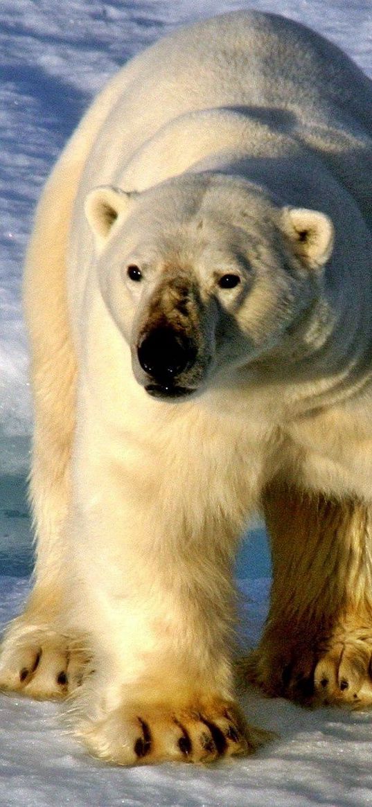 bear, polar bear, snow, walk, sunlight