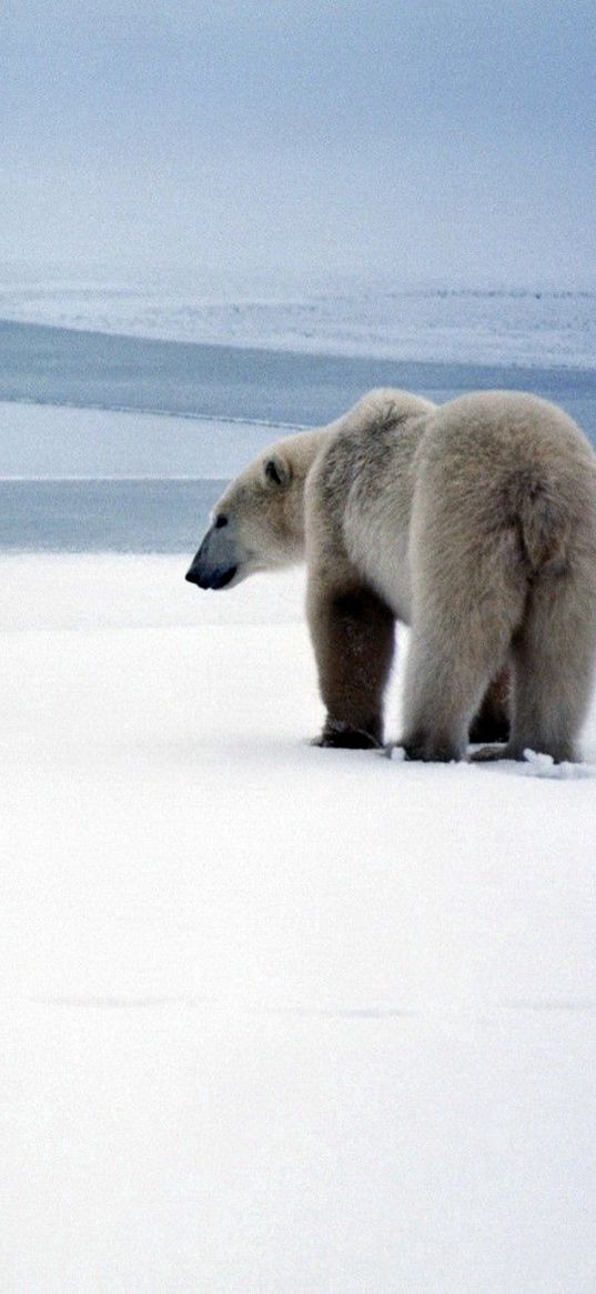 bear, polar bear, snow, walk