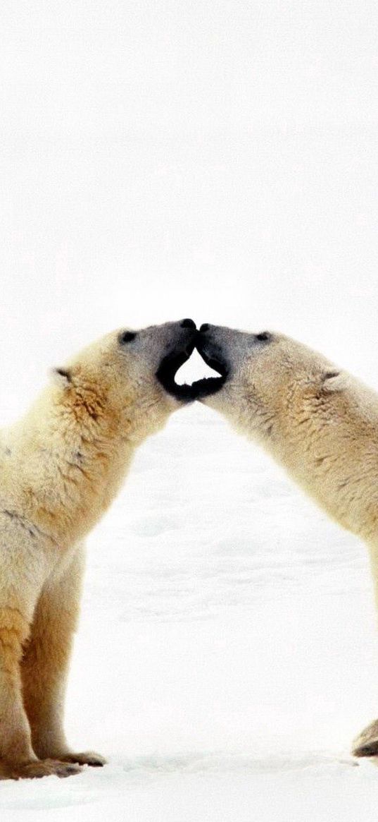 polar bear, bear, couple, caring, family, affection