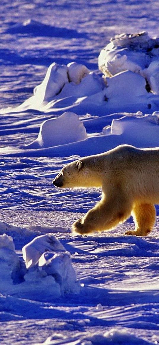 polar bear, bear, walk, shadow, snow