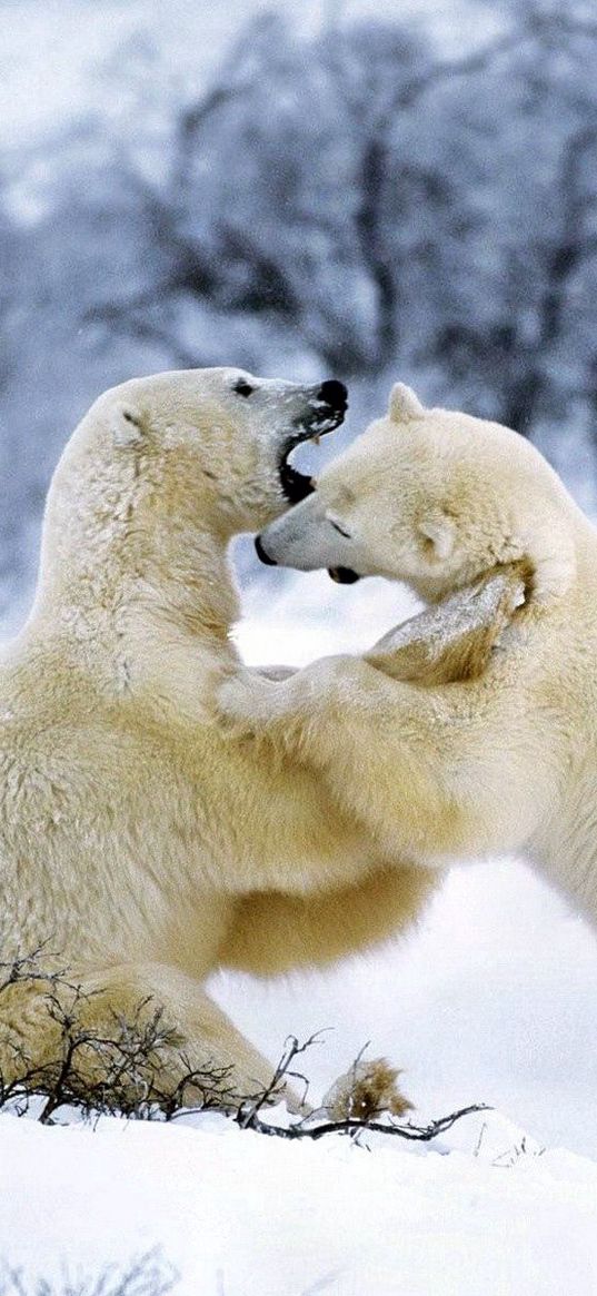 polar bear, couple, playful, snow