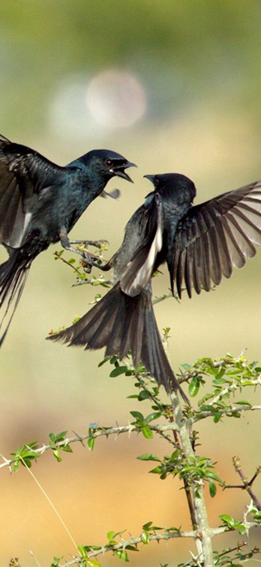 birds, flight, fight, branches