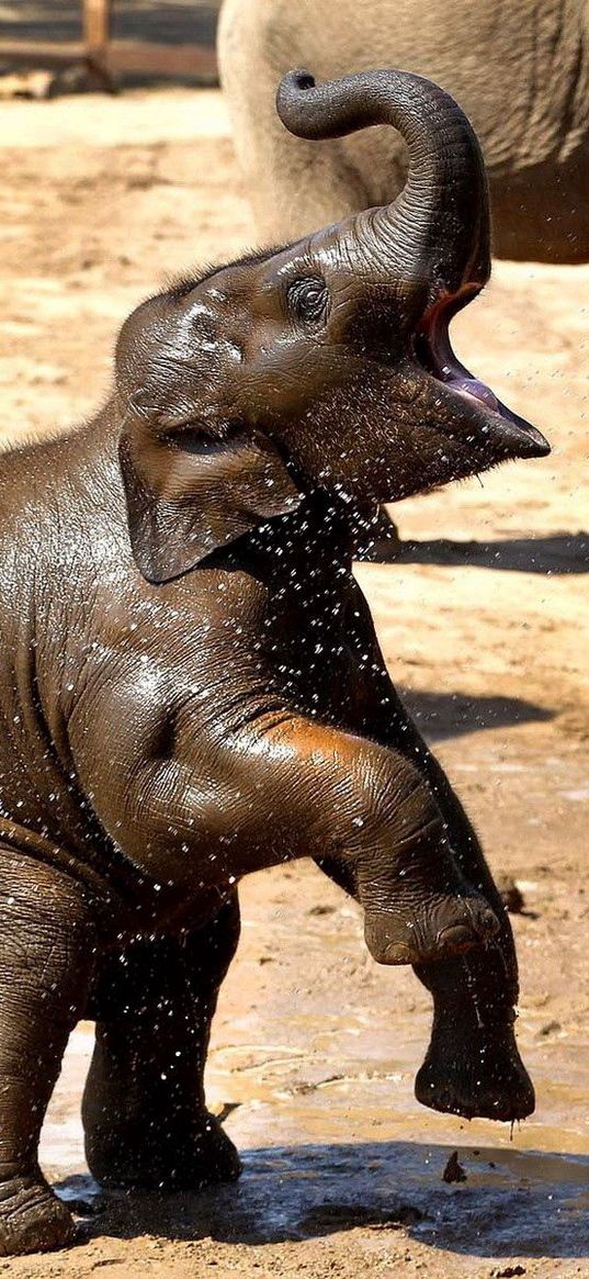 elephant, family, caring, playful, cub