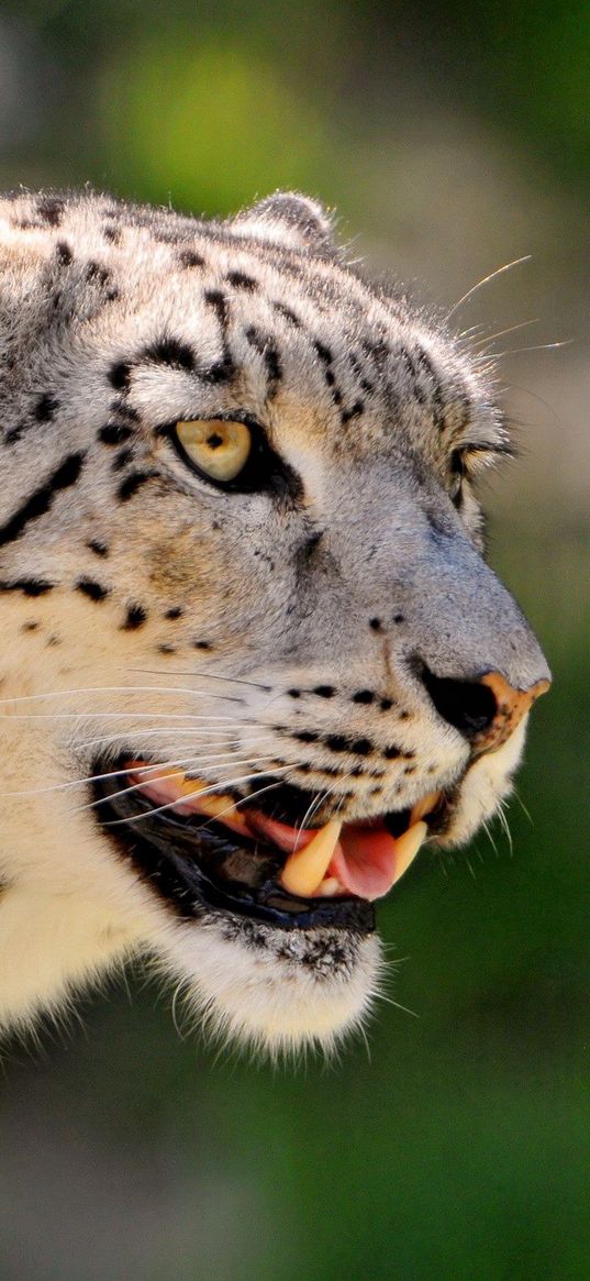 snow leopard, face, color, spotted, big cat