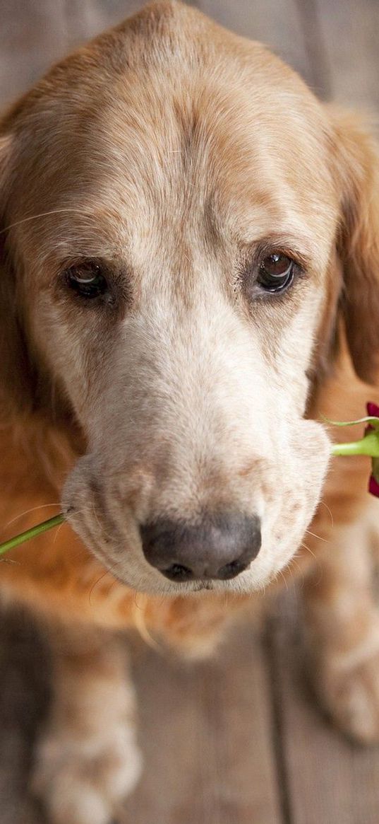 dog, muzzle, flower, tenderness, romance