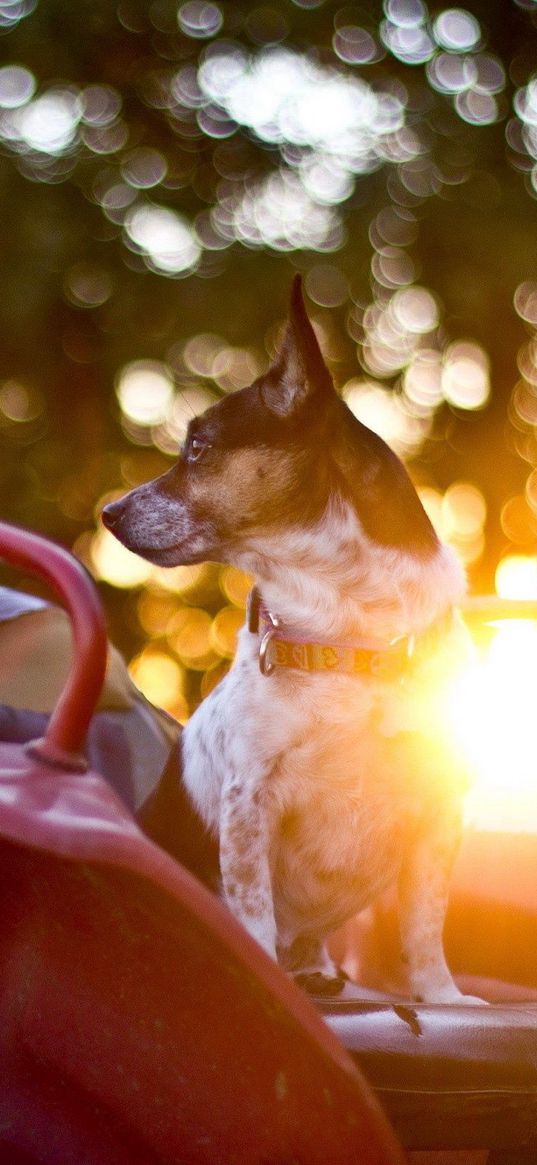 dog, steering wheel, car, waiting, sunlight, glare