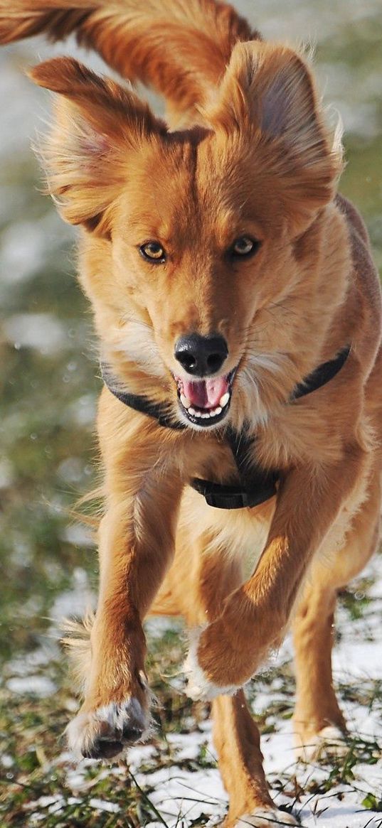 dog, trail, running, wind