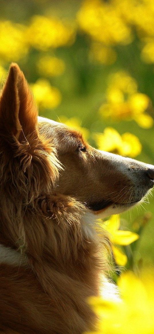 dogs, flowers, blurry, ears, face, profile