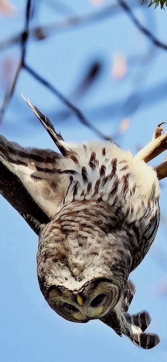 owl, flying, sky, branch