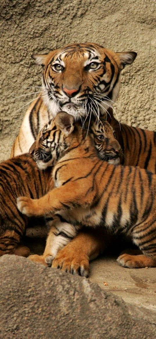 tiger, cubs, caring, playful