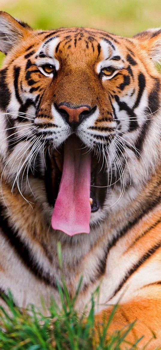 tiger, face, teeth, anger, grass, lie