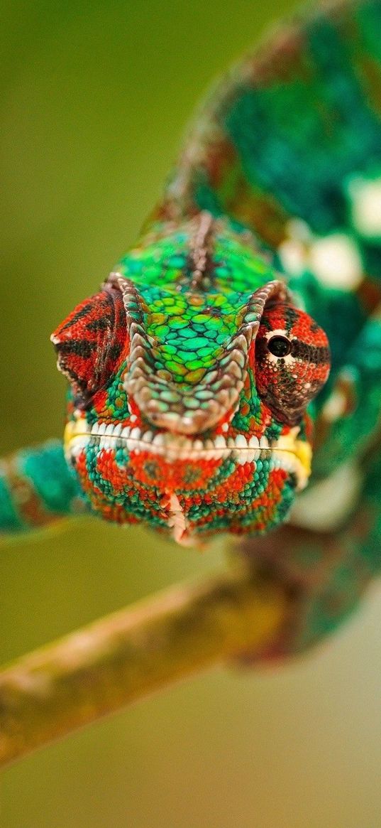 chameleon, lubricated, head, branch, crawl