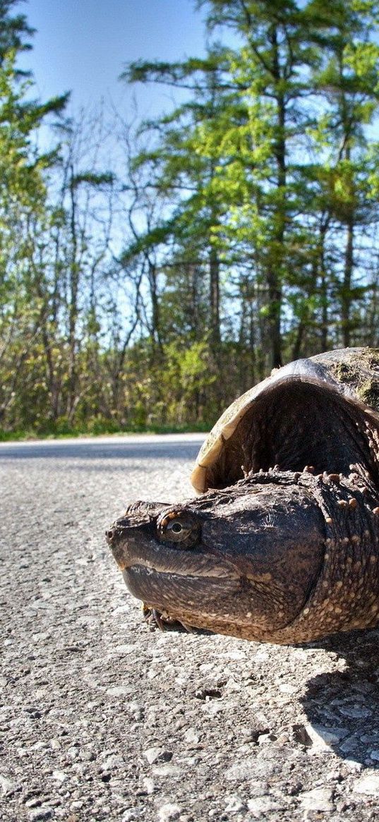 tortoise, road, trip, trees, shell