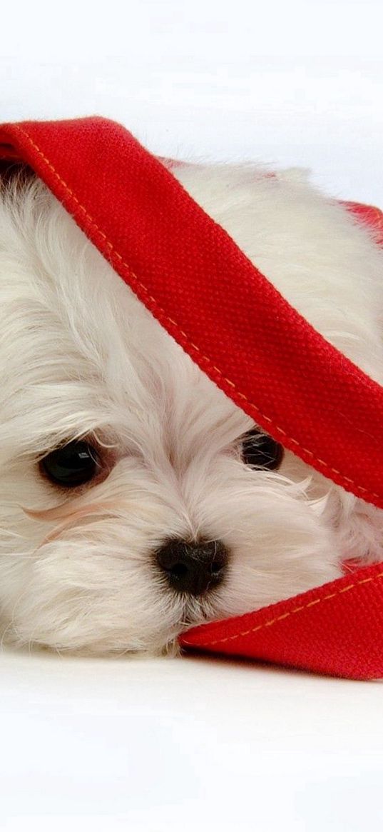 fluffy, puppy, snout, bag, lying