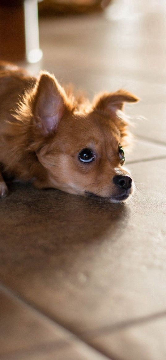 puppy, floor, lie, look, wait