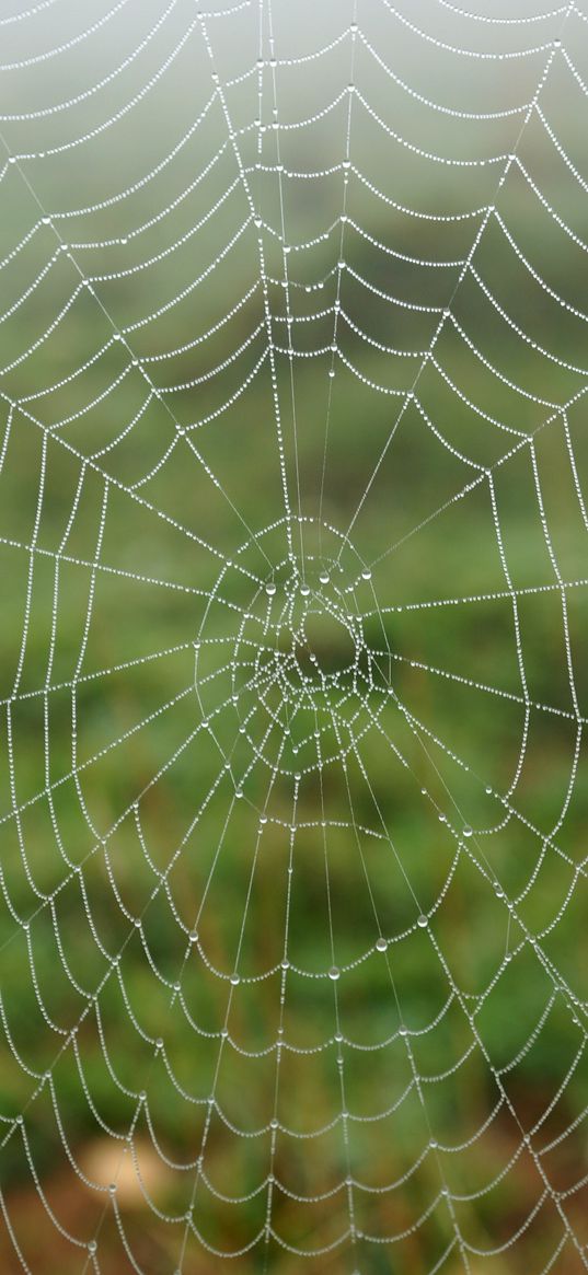 cobweb, dew, drops, macro, wet