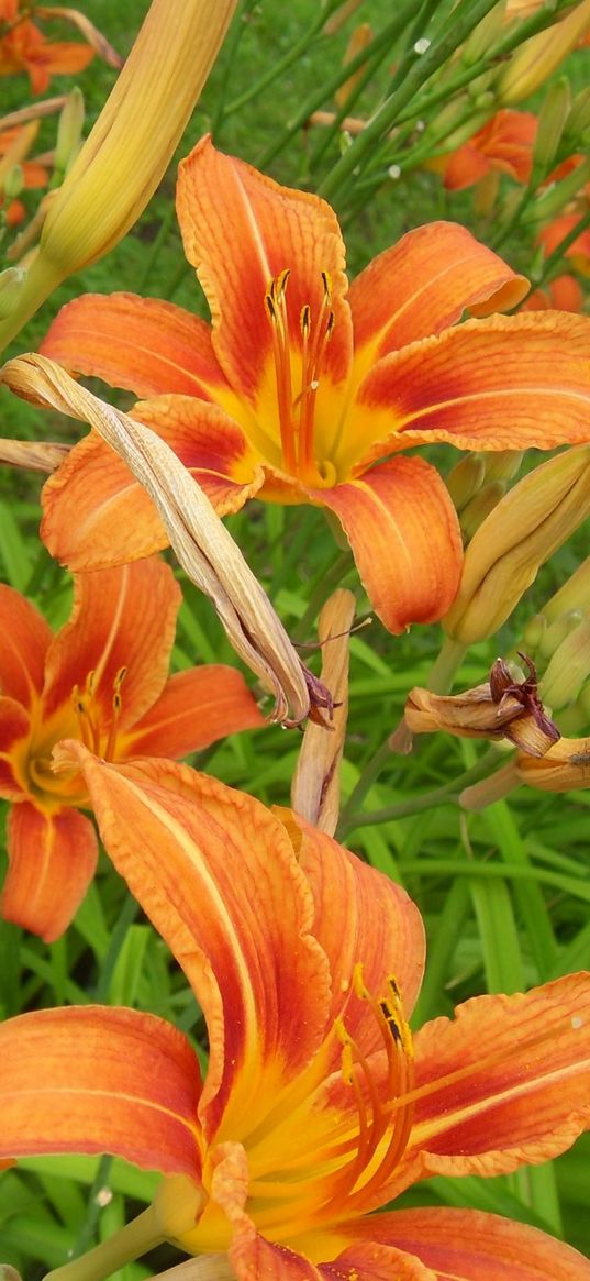 lilies, flowers, flowing, fresh herbs, flowerbed