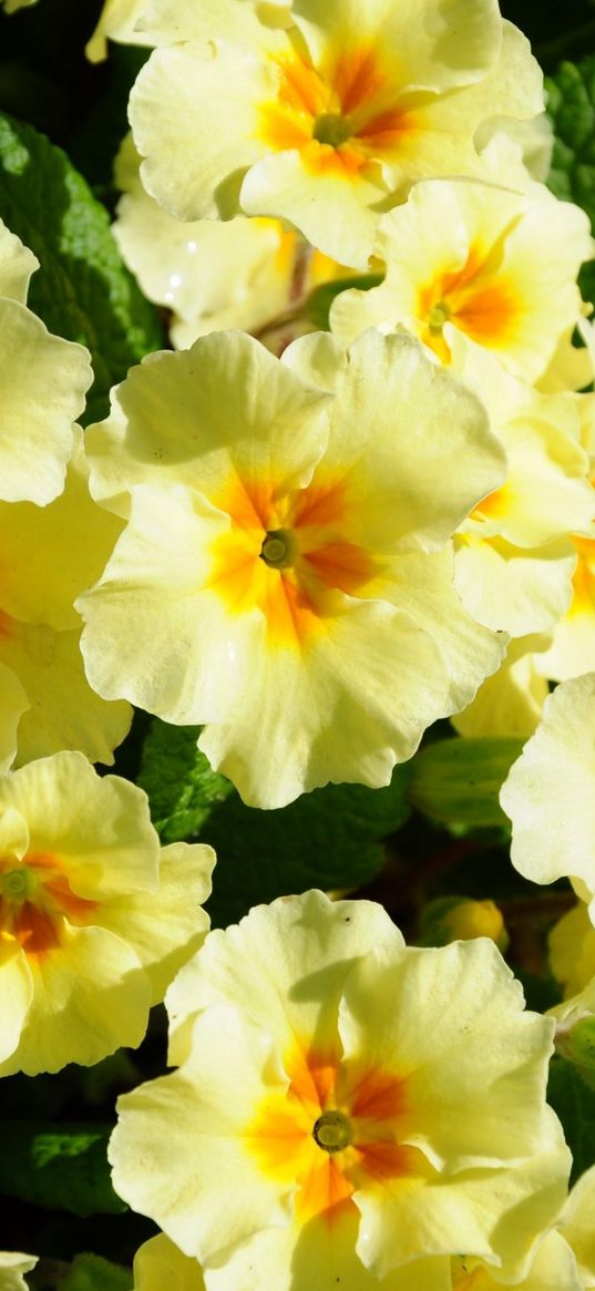 primrose, flowers, herbs, flowerbed, sunny