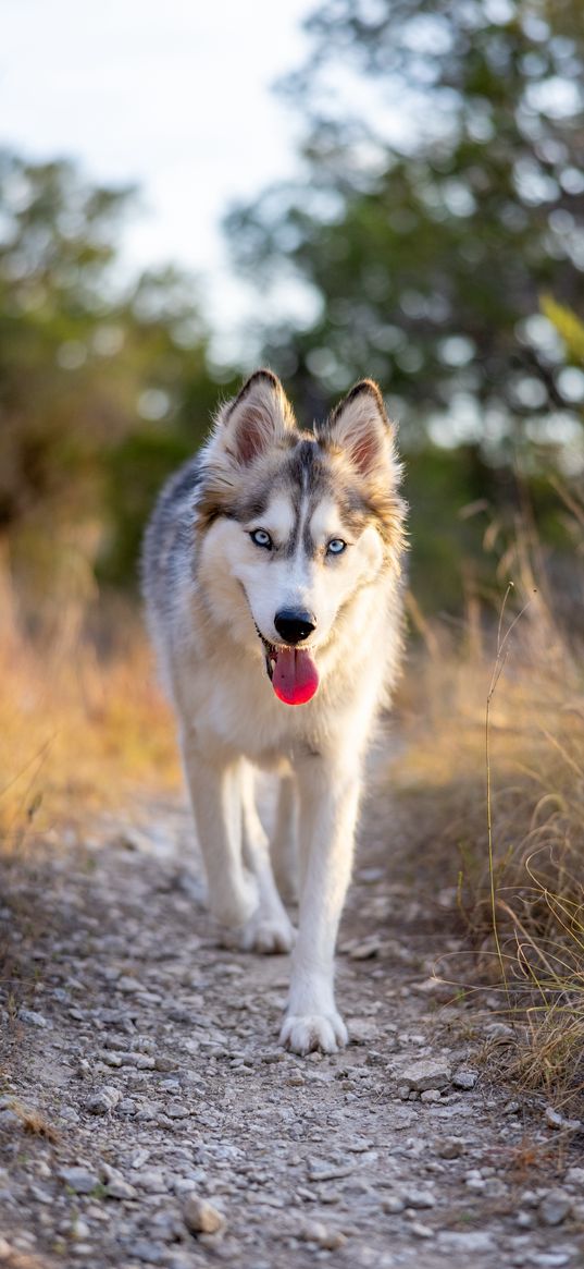 husky, dog, protruding tongue, animal, pet, cute