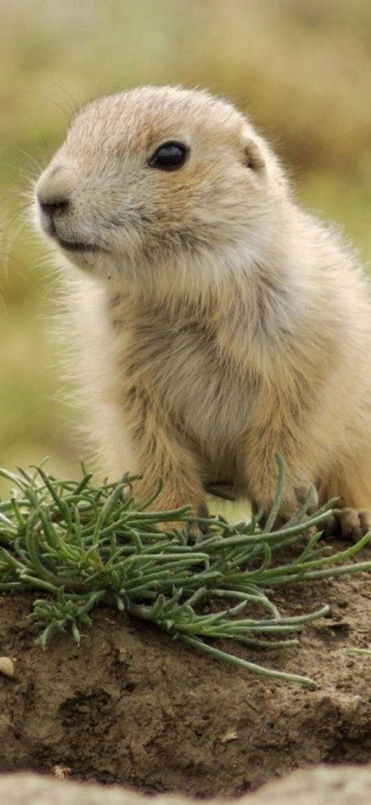 animals, couple, small, grass, walk