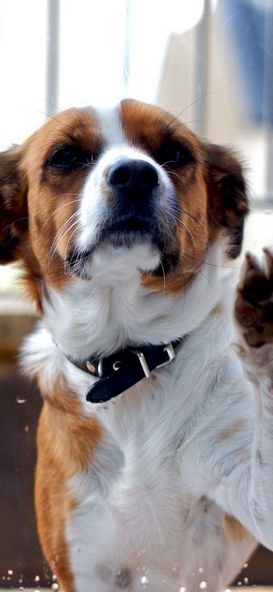 dog, muzzle, fence, spotted, animal