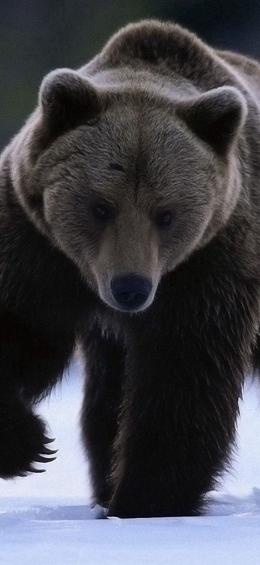 bear, snow, walk, large