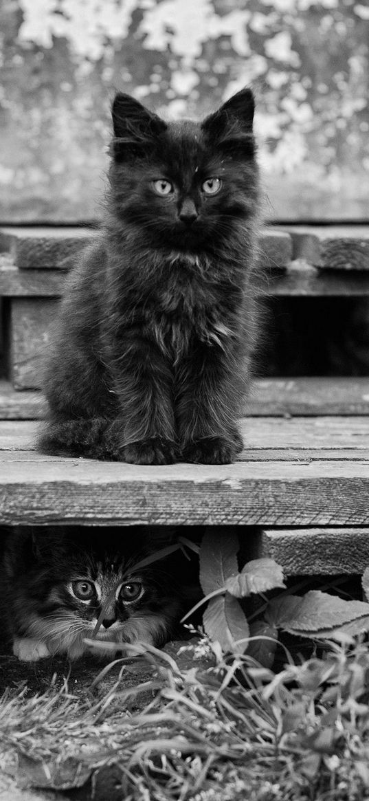 kitten, fluffy, sitting, waiting, black white