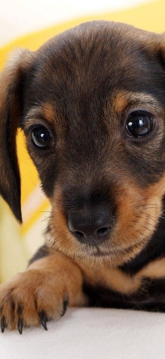 puppy, ears, baby, anticipation