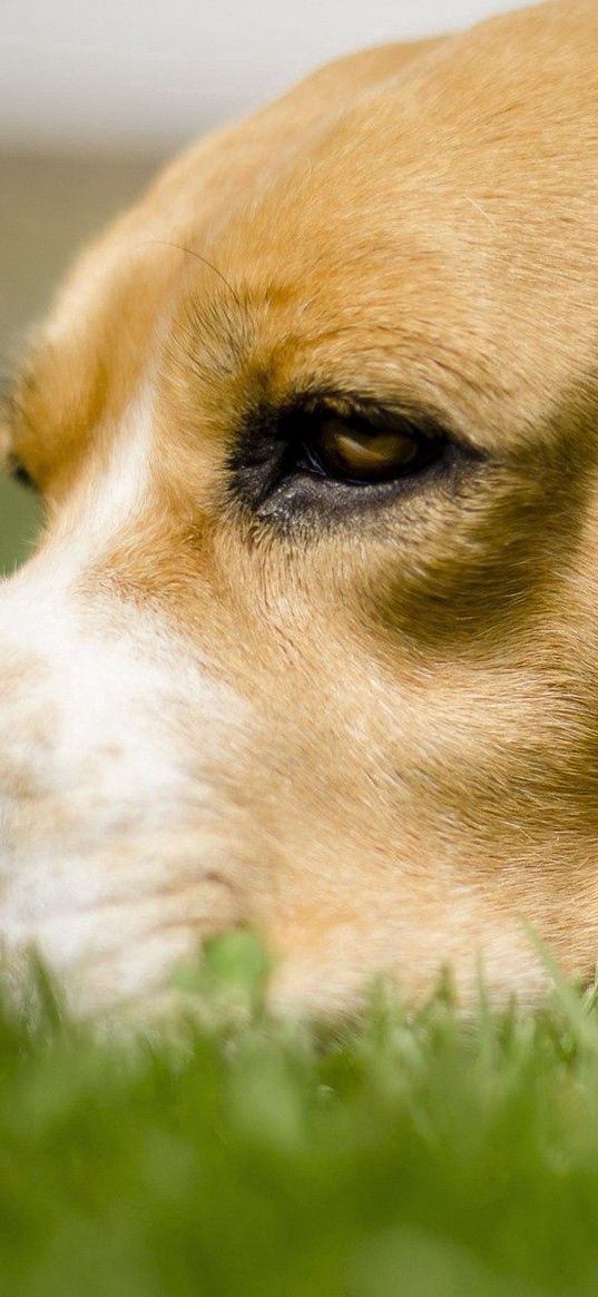 dog, grass, anticipation, eyes, face