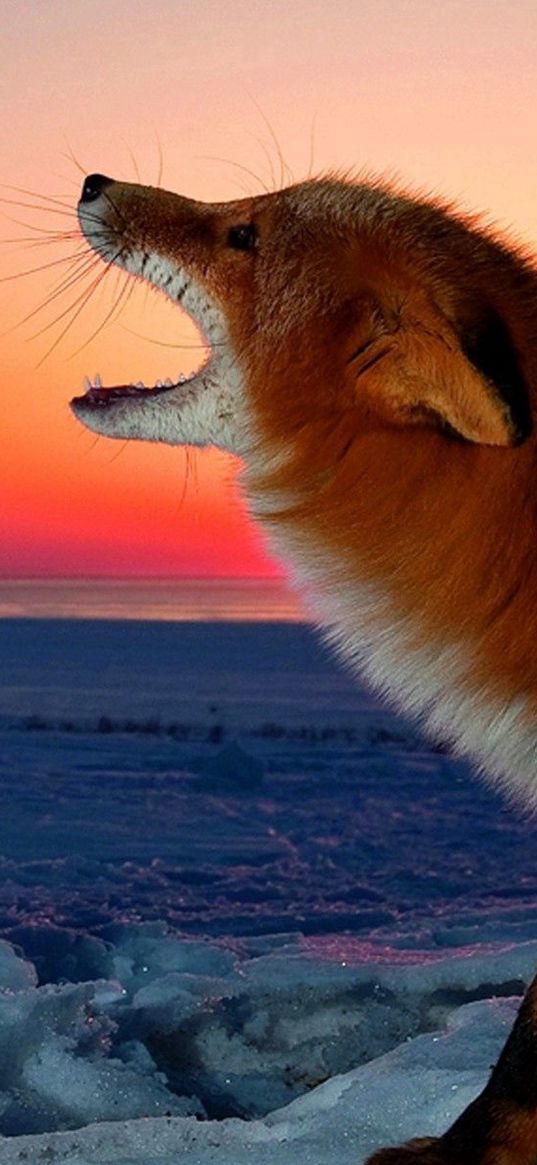 fox, conflict, sunset