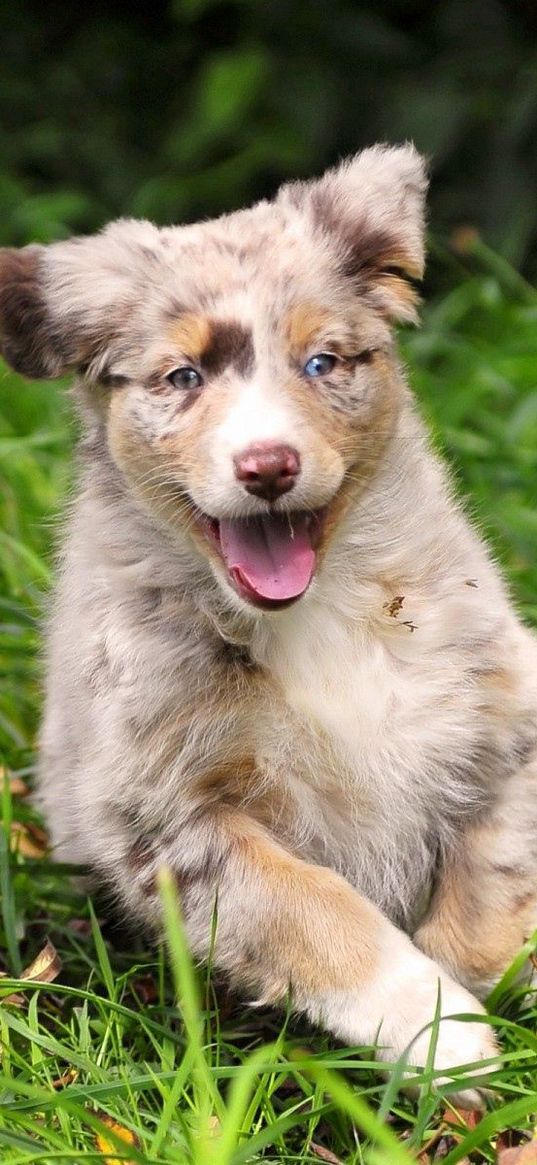 dog, grass, run, spotted