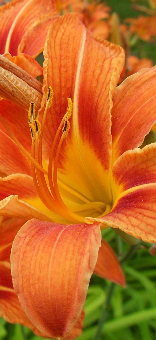 lilies, flowers, orange, stamen, close-up